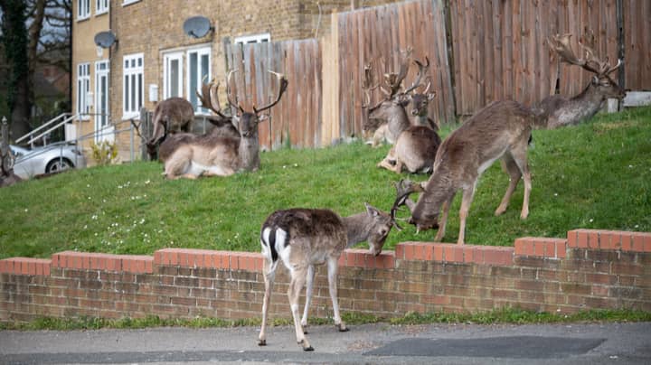 Deer Take Over Deserted East London Neighbourhood During Lockdown