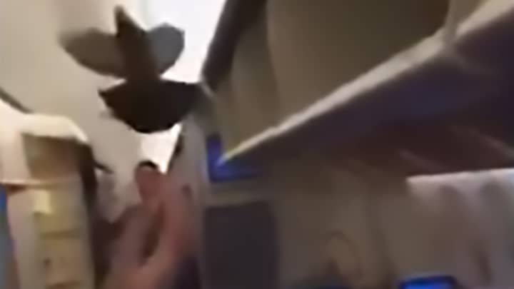 Flight Delayed After Pigeon Gets Trapped Onboard Plane