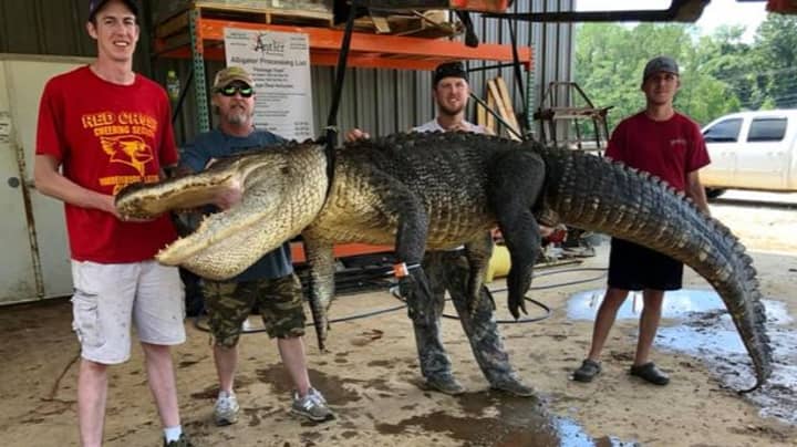 Man Catches Huge Alligator With Priceless Object Discovered Inside It
