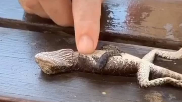 Firefighter Saves Drowning Lizard From Swimming Pool By Giving It CPR