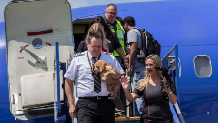 Airline Rescues Animals From Houston Following Devastation Of Hurricane Harvey