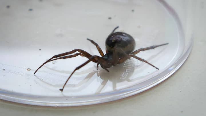 Noble False Widow Spiders Thought To Be On The Rise In UK