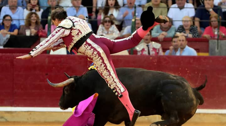 Bullfighter Clinging To His Life After Being Gored By Bull