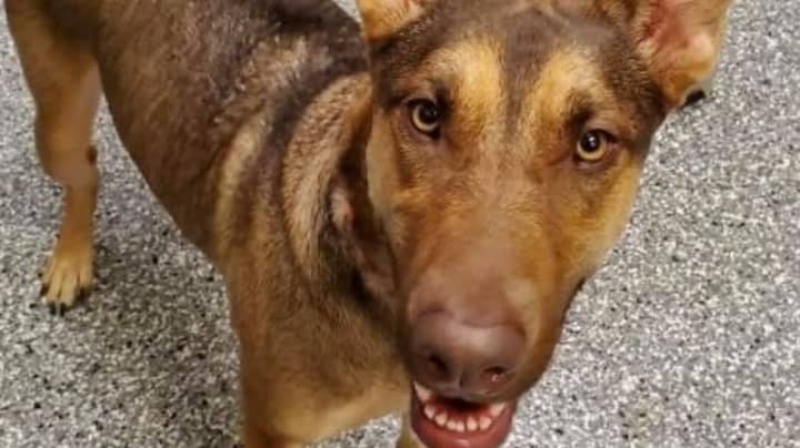 Man Gives Up Beloved Dog After Coronavirus Left Him Jobless