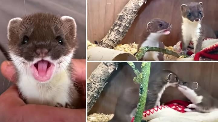 Baby Stoat Has Cutest Reaction To Making A New Friend