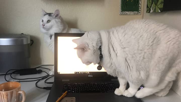 People Are Sharing Pictures Of Pet 'Colleagues' As They Work From Home