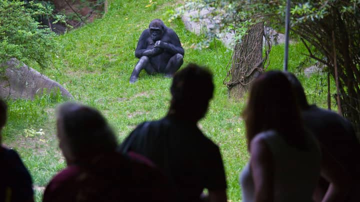 Parents Horrified As Gorillas Engage In Oral Sex In Front Of Kids At Zoo