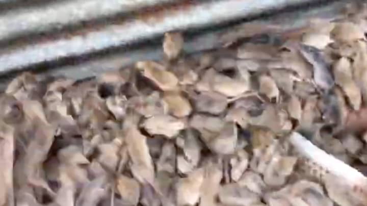 PETA Begs Aussie Farmers Not To Kill Mice That Are Plaguing Their Properties