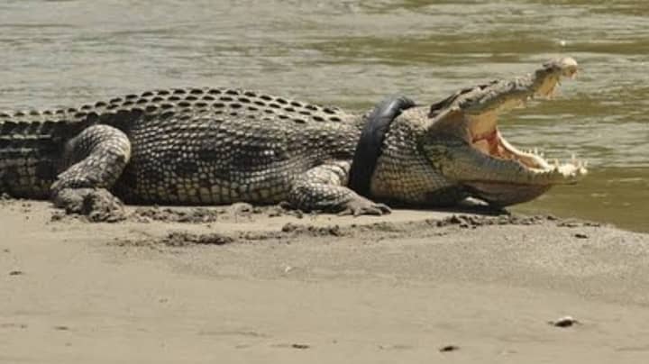 ​Crocodile With Tyre Stuck Around Its Neck Finally Set Free After Six Years