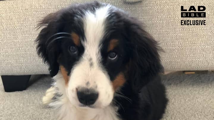 11-Week-Old Puppy Dies After Being Bought From 'Dogfishing' Seller