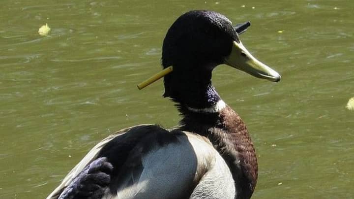 Duck Rescued Three Months After It Was Shot Through The Head With Arrow 