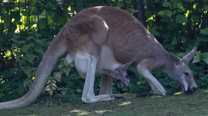 Fashion Giant Prada Has Banned Using Kangaroos For Its Leather