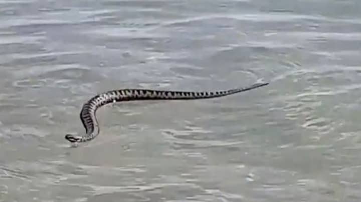 Venomous Snake Seen Swimming In Water At Beach In Wales