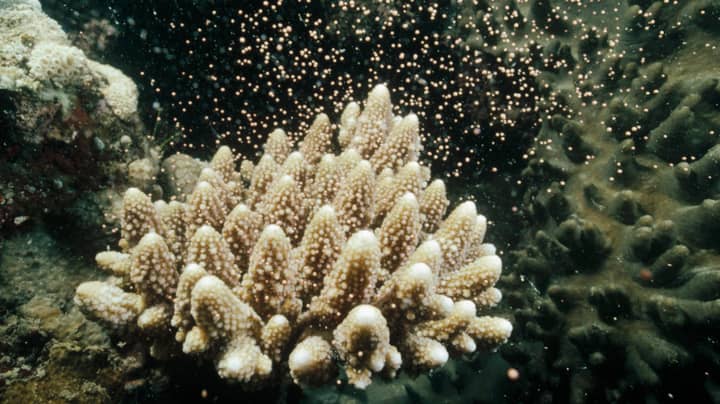 Incredible Great Barrier Reef Spawning Event Gives Scientists Hope For Its Future 