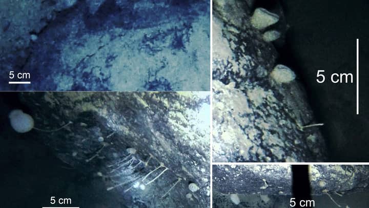Scientists Accidentally Discover Remarkable New Life Underneath An Antarctic Ice Shelf