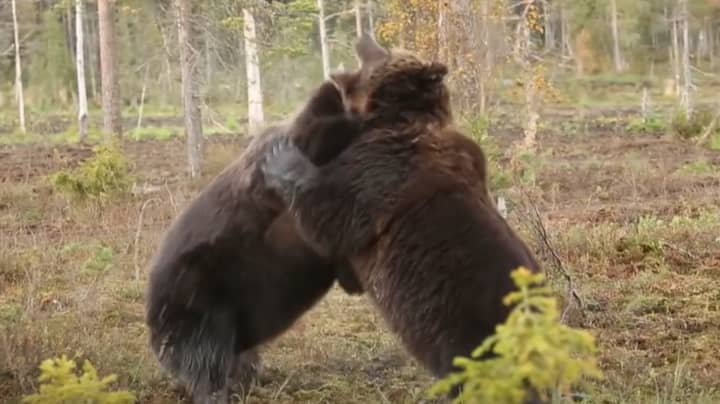 Incredible Video Captures Terrifying Fight Between Two Bears 