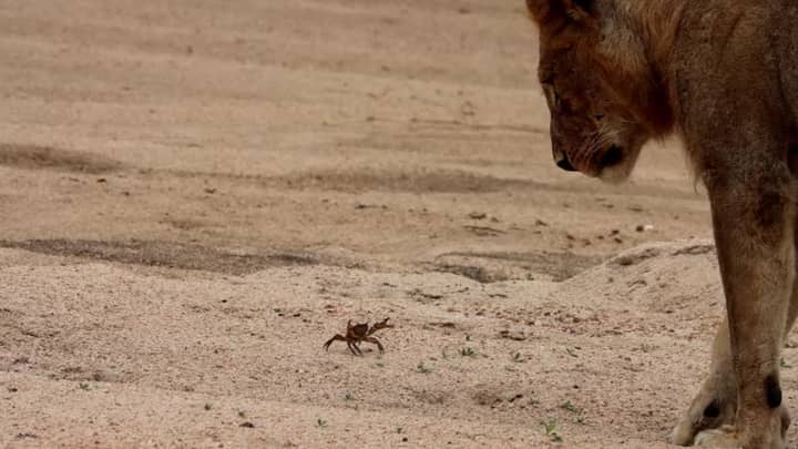 Tiny Crab Fends Off Pride Of Lions In South Africa