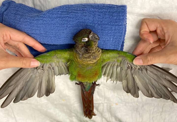 Doting Vet Gave Parrot A Feather Transplant And Now It Can Fly Again