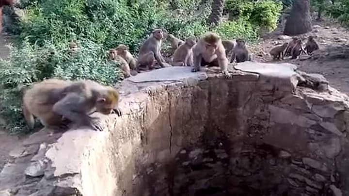 Amazing Footage Shows Monkeys Help Save Leopard Trapped In A Well