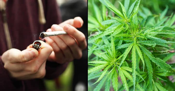 First Country In Europe Has Legalised Marijuana For Personal Use