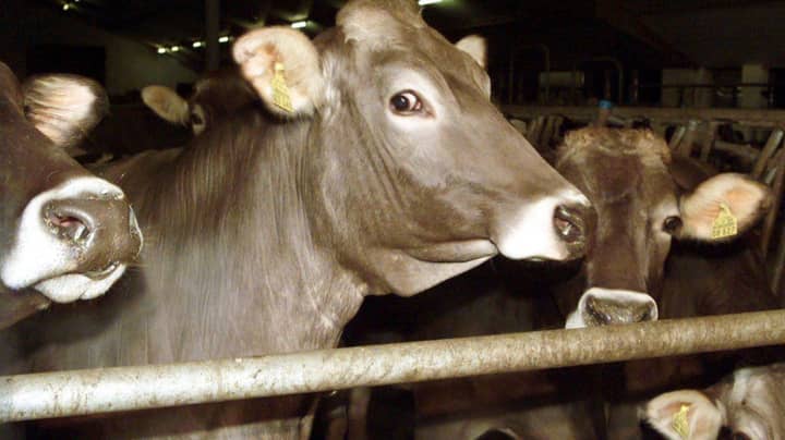 UK Will Become First Country To Ban Live Animal Exports