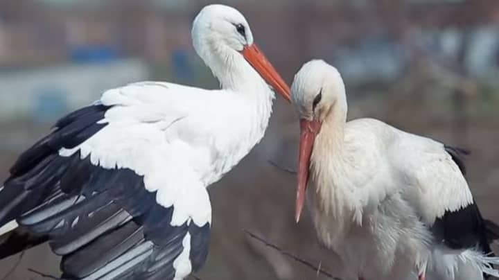 Male Stork Flies 14,000km Every Year To See Handicapped Female Partner