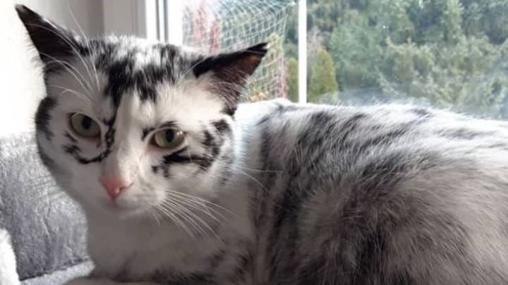Cat Changing Colour From Black To White Due To Extremely Rare Condition