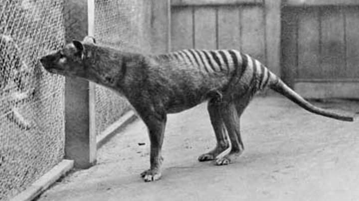 Aussie Man Claims To Have 'Pretty Good' Evidence Of A Thylacine Family In NE Tasmania