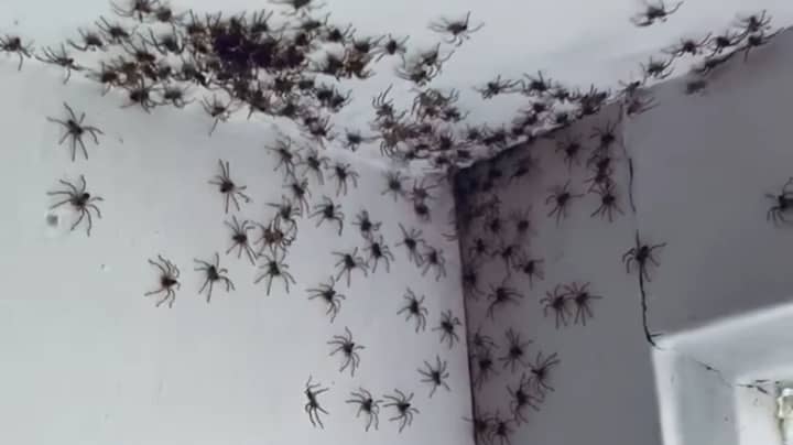 Australian Mum Shocked After Spotting Dozens Of Spiders In Her Daughter's Room