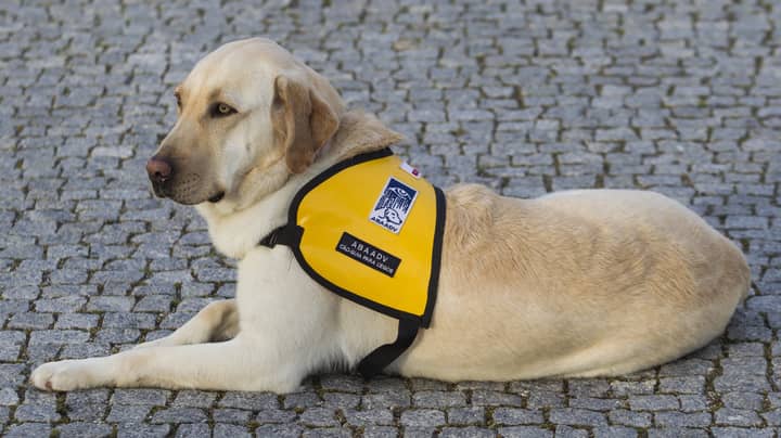 Woman's Shares Potentially Life-Saving Advice About Service Dogs
