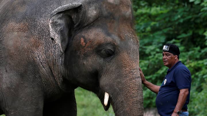 ​‘World’s Loneliest Elephant’ Okayed By Medics To Leave Zoo For New Home