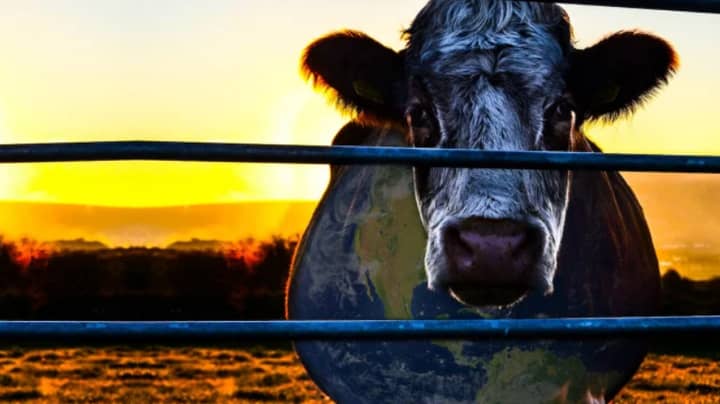 Seaspiracy Fans Are Being Urged To Watch Cowspiracy On Netflix