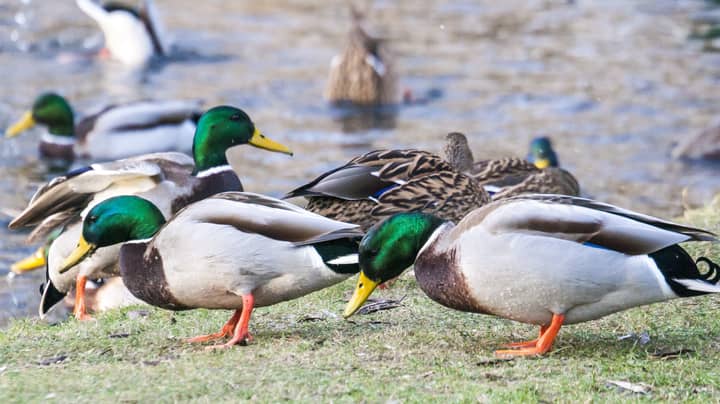 Warning Sign Reveals Why You Shouldn't Throw Bread Into A Duck Pond