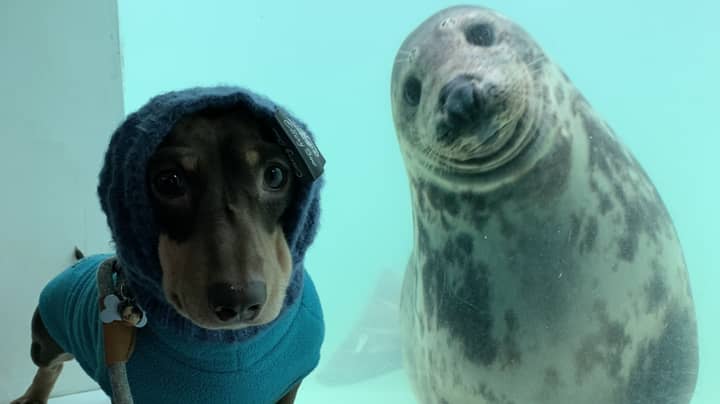 Sausage Dog And Seal Pup Strike Up Unlikely Friendship 