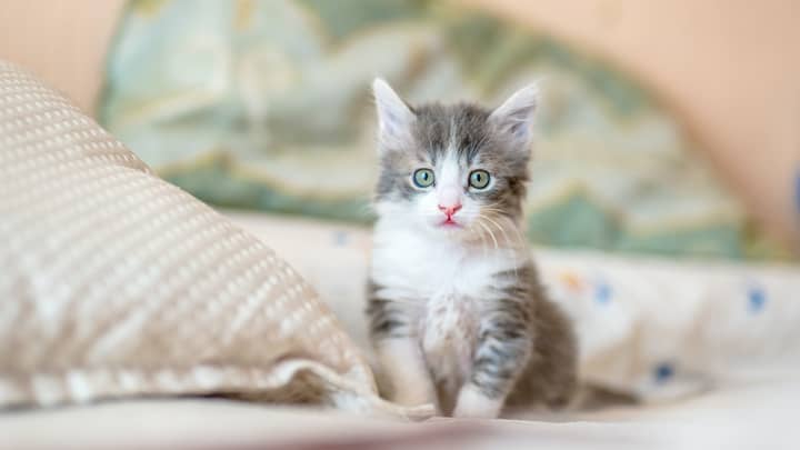 Kittens See Their Human Owners As Parents, Study Finds