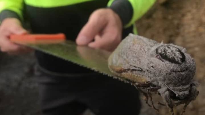 Builders Find Giant Moth That’s So Heavy It Struggles To Fly