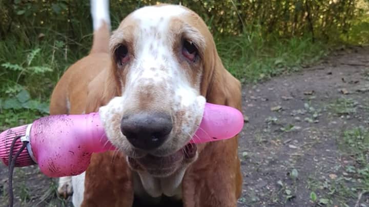 Dog Owner Mortified After Pooch Is Left 'Literally Buzzing' By Dildo Discovery