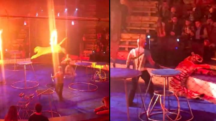 Tiger Fits, Collapses And Has Convulsions After Being Forced To Jump Through Ring Of Fire