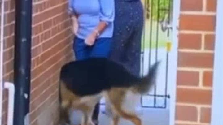 ​Clip Shows Dog Appearing To Walk Through Wall In Optical Illusion