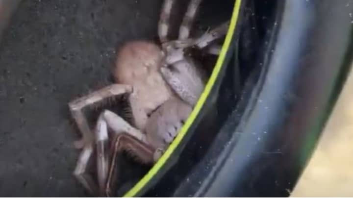 Man Who Felt Tickling In Earmuffs Discovers Huge Huntsman Spider Inside