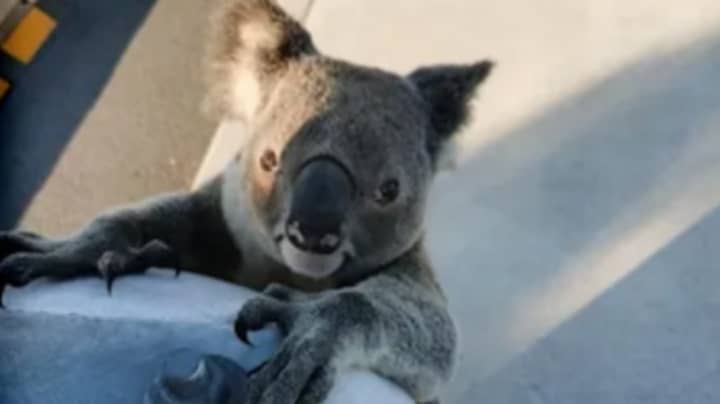 Grim Reality Behind 'Cute' Koala Found At Shopping Centre Carpark