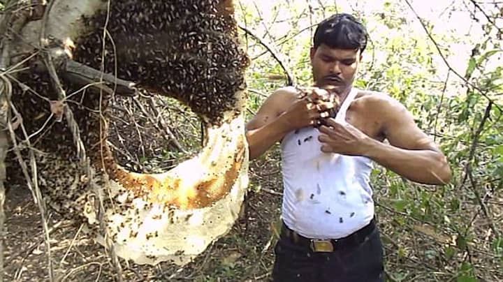 Honey Collector Uses Bare Hands To Put Thousands Of Bees Down His Shirt 