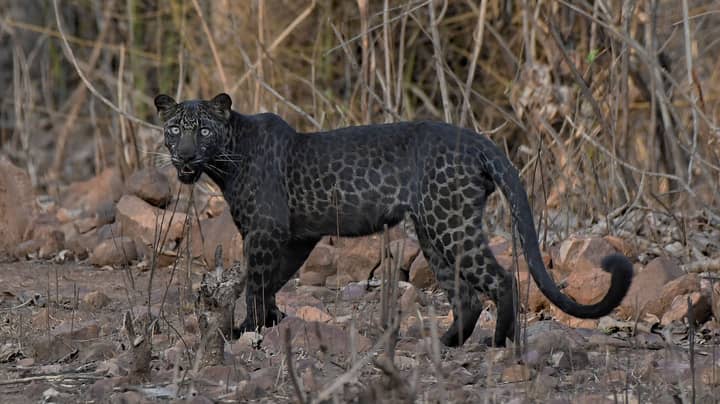 Tourist Snaps Extremely Rare Black Leopard On First Ever Safari Trip