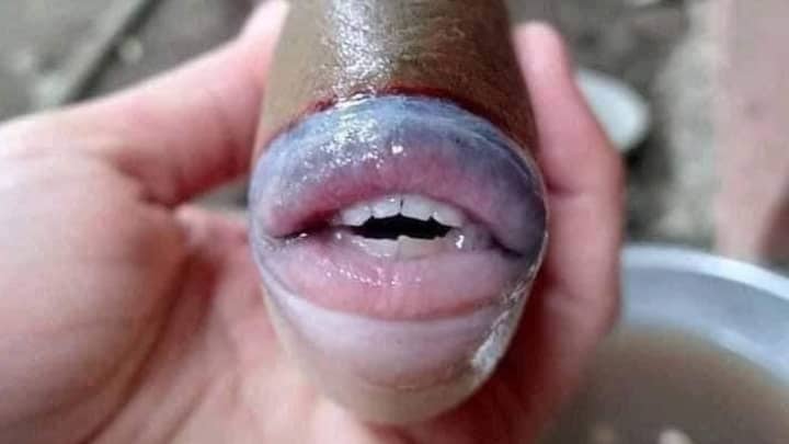 Bizarre Fish With Human-Like Teeth Caught In Malaysia