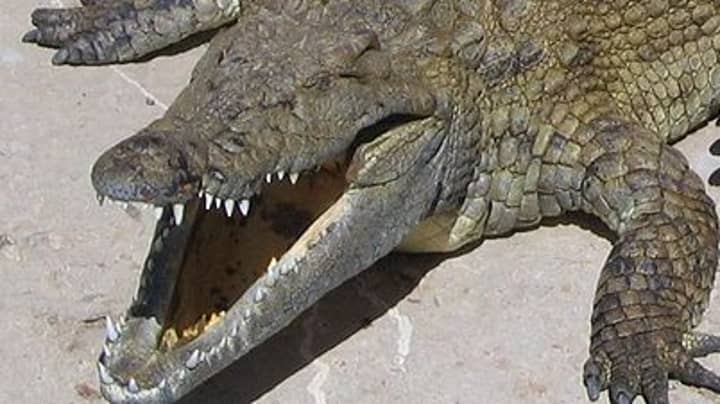 Crocodile Named After Osama Bin Laden Killed 80 People In Uganda
