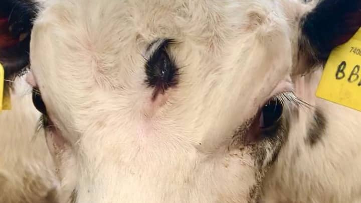'Extremely Rare' Calf Born With Third Eye On Forehead
