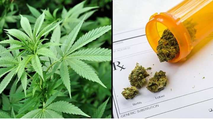 WHO Recommends Medical Marijuana Should Not Be A Scheduled Drug