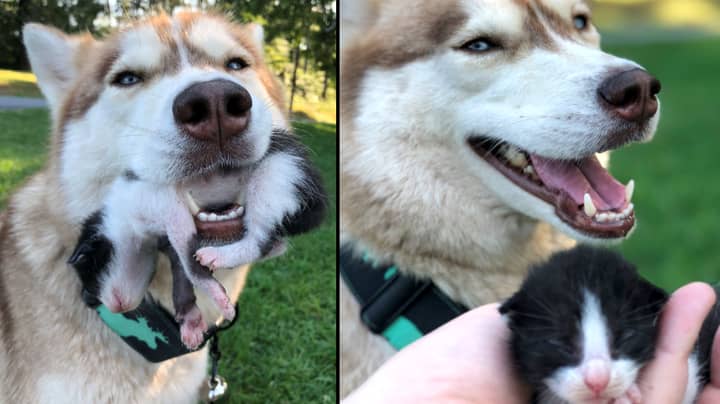 Heroic Husky Saves Seven Abandoned Kittens And Now Won't Leave Their Side