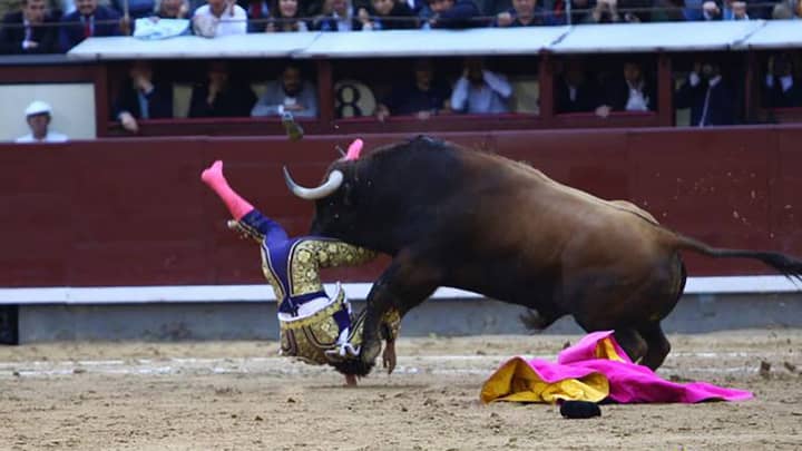 ​Matador Gored By Bull Given Its Ears To Keep As Trophy