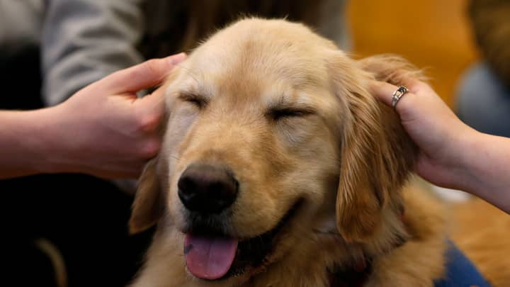 Calls Are Being Made For Every School In Britain To Have A Wellbeing Dog